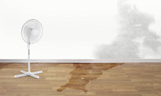 Best Water damage restoration mold remediation  in Sho Creek, AL