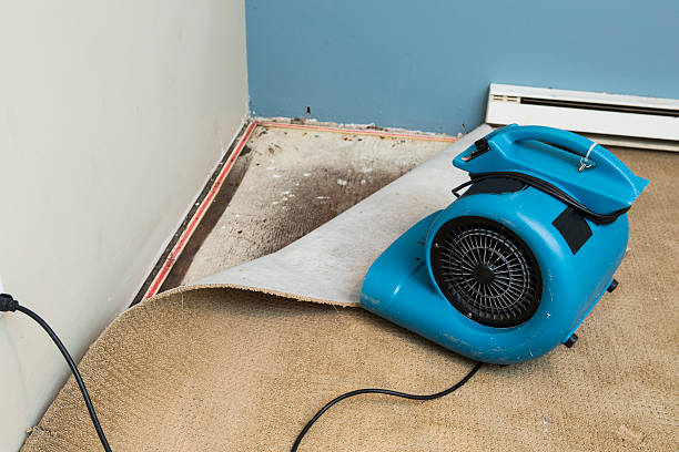 Best Carpet water damage restoration  in Sho Creek, AL